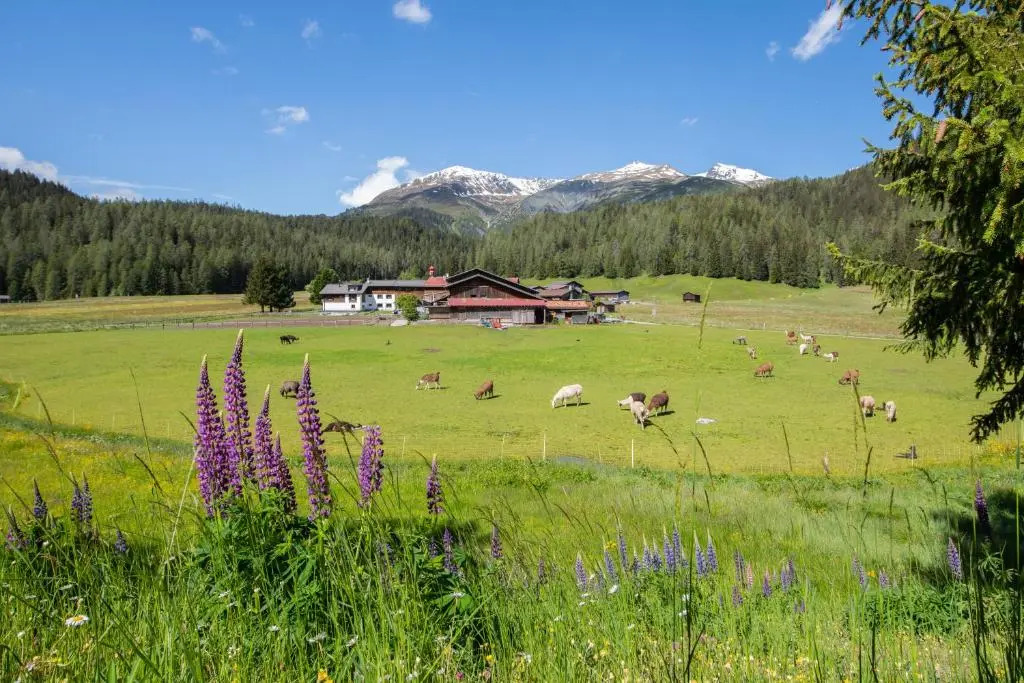 Chalet Laret