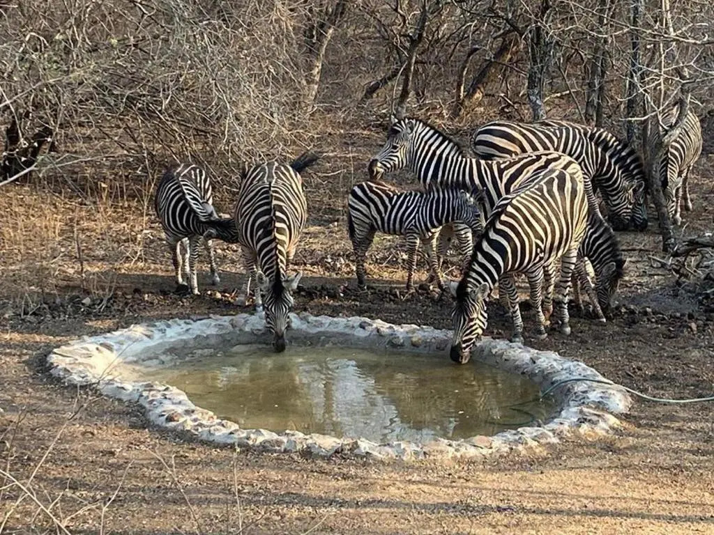 The Den at Kruger 3479