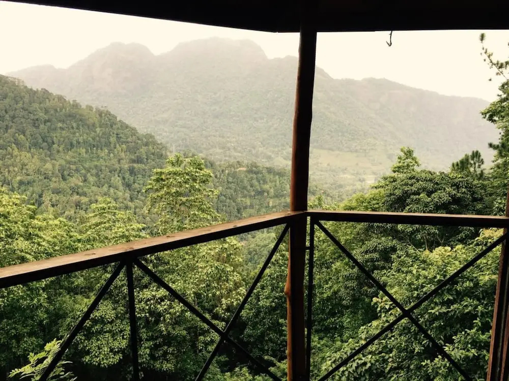 The Tree House