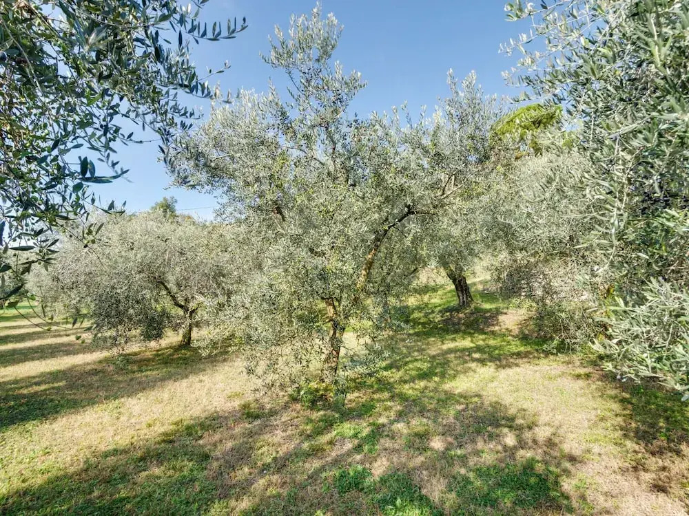 Modern Holiday Home in Marciaga With Garden