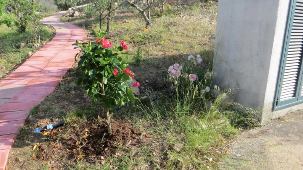 La Calendula