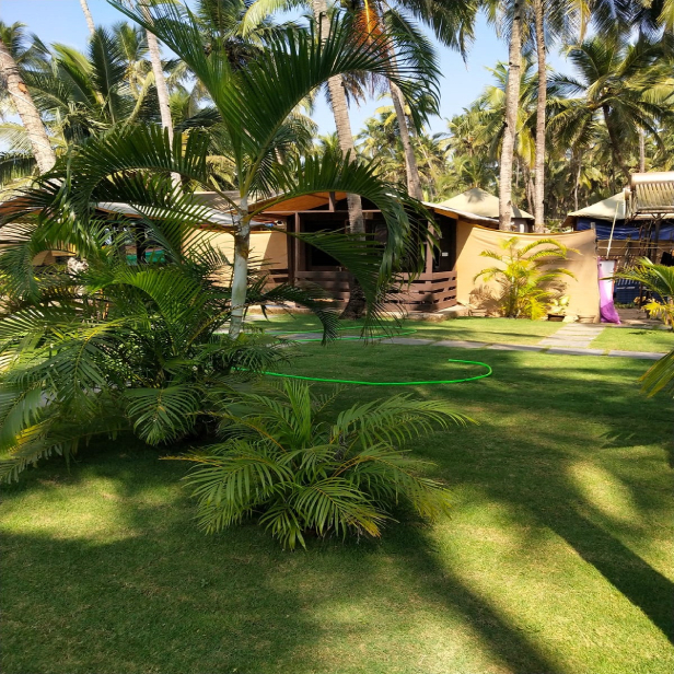 Papillon Palolem