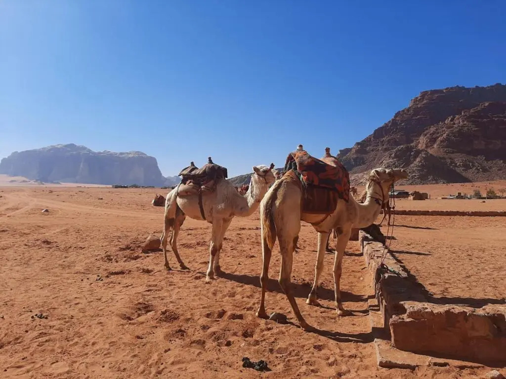 Wadi rum secrets camp