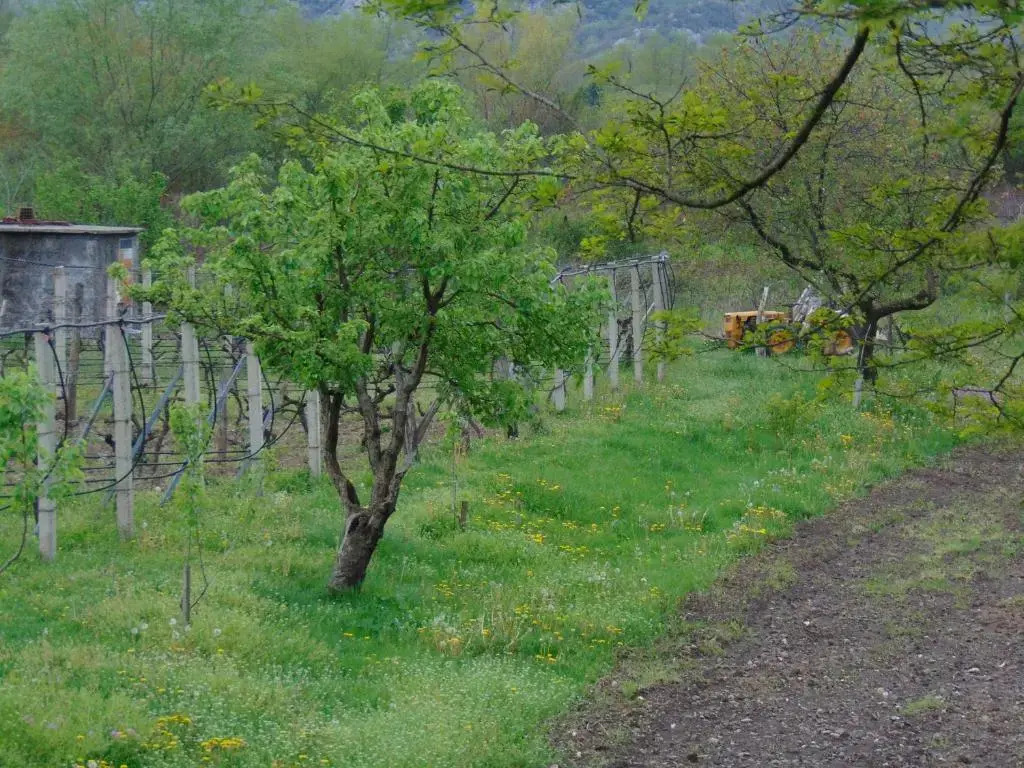 Studio and winery Kalimut