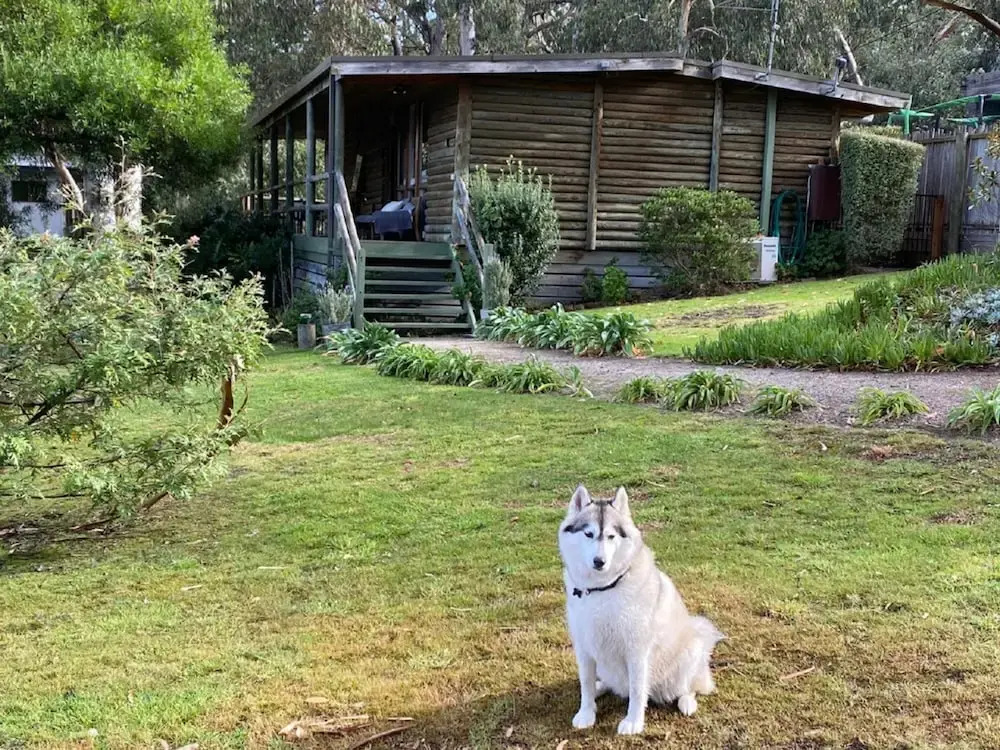 Groovy Log House Lorne Ocean View Log House Pet Friendly Freshly Renovated