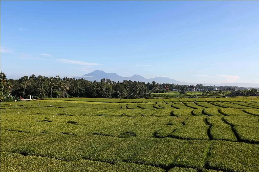 William's Place Bali