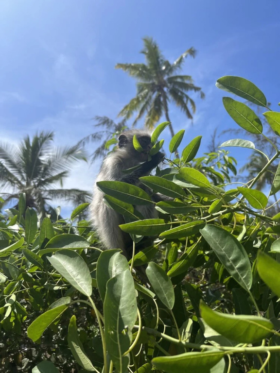 Kivuli Beach Resort Paje