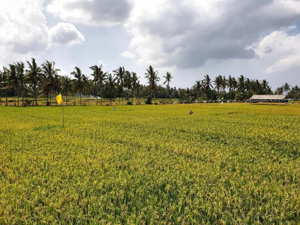 RC ubud villa