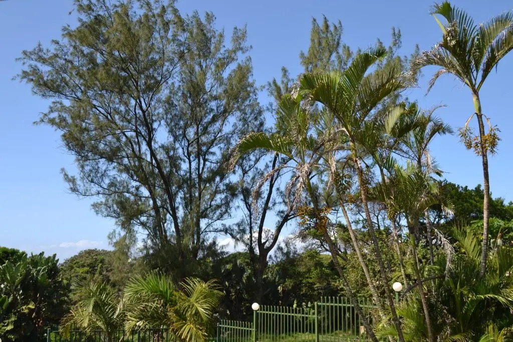Palmtree Place