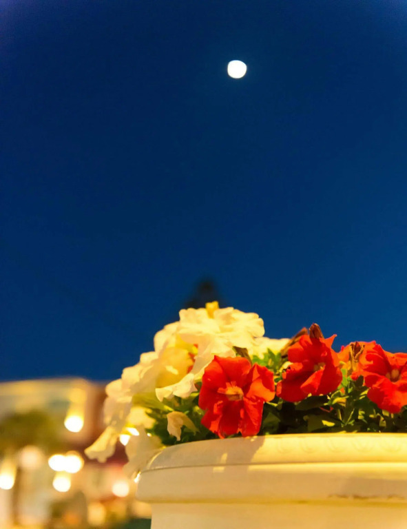 Saraya Resort