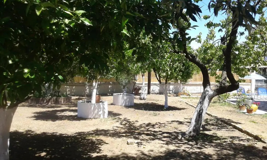 Lemon Garden