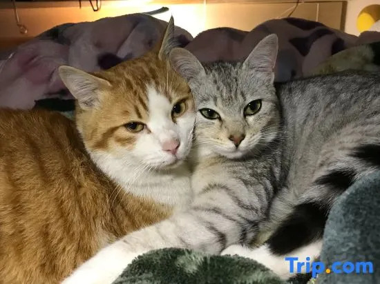 Misato Kinenkan, A Guest House Full of Cats