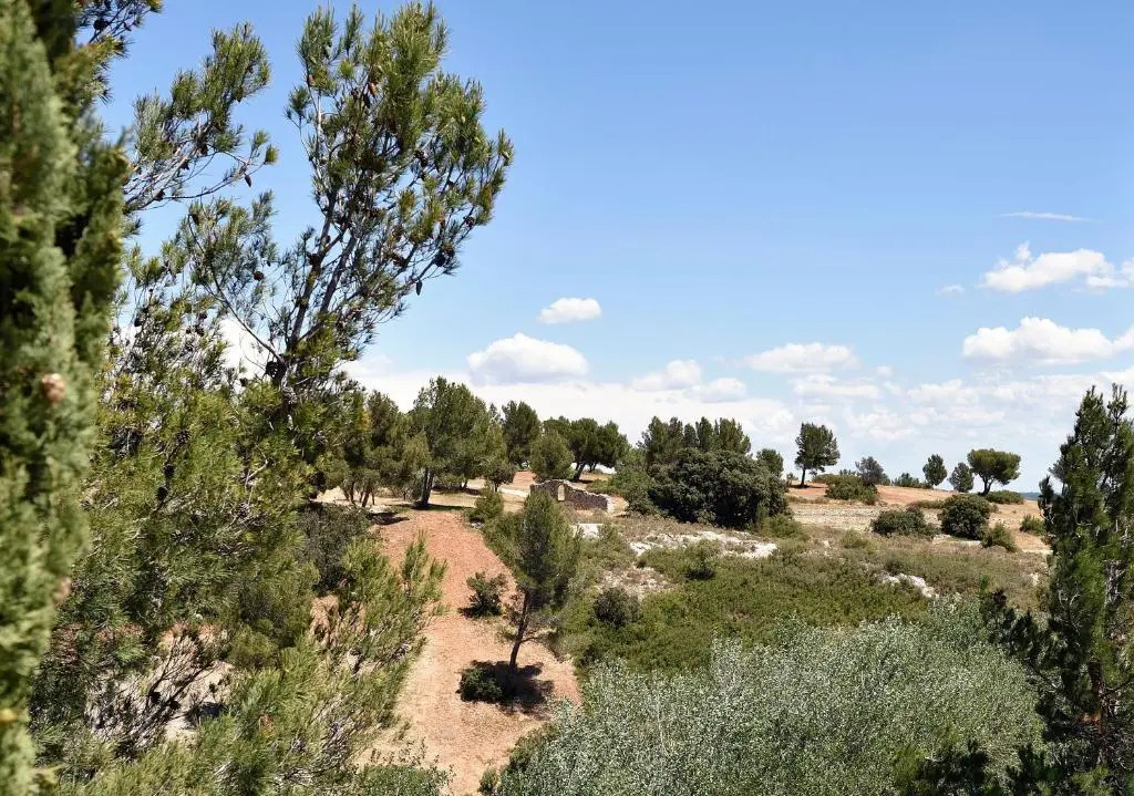 Les Garrigues de la Vallée des Baux