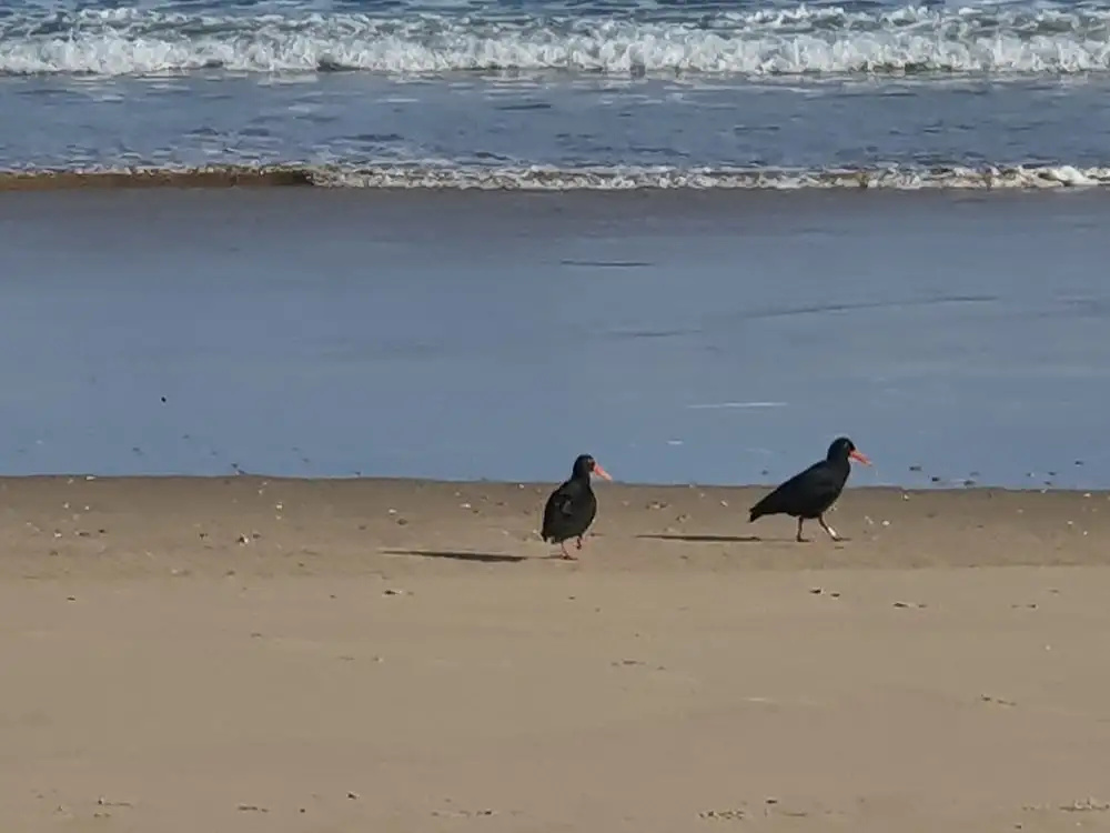 The Gull