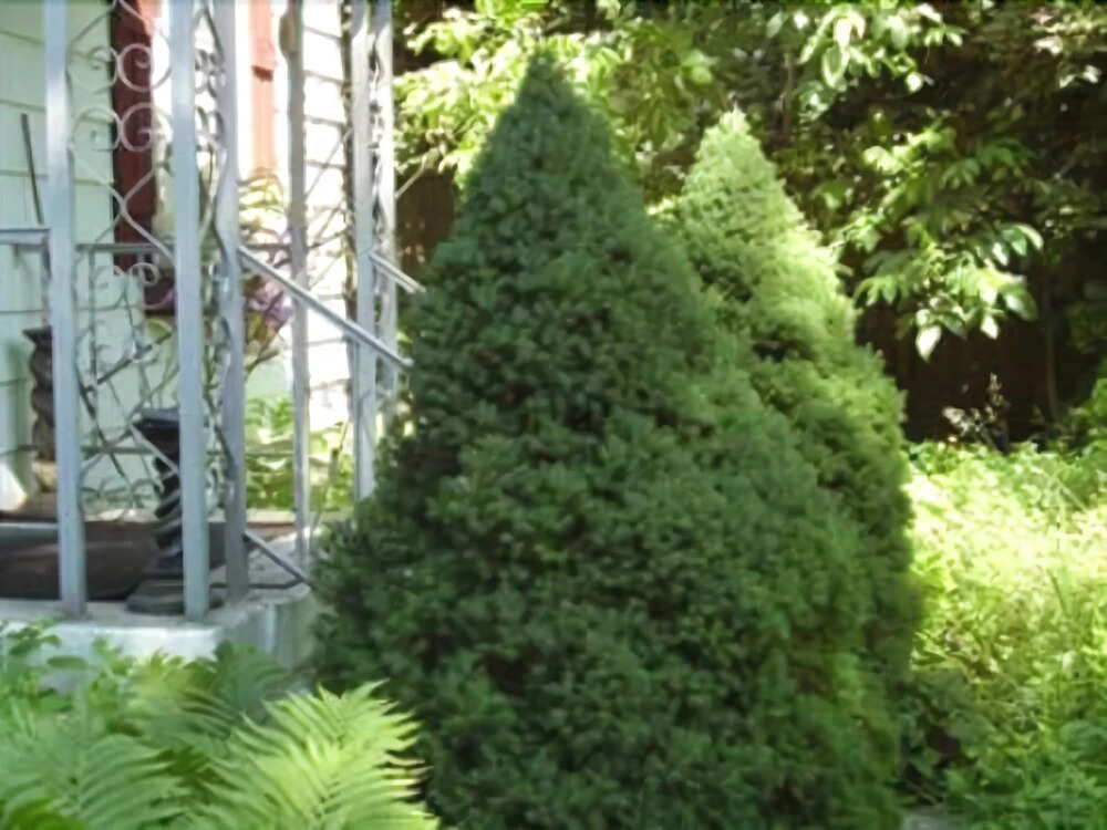 Niagara On The Lake Historic Rental Cottage