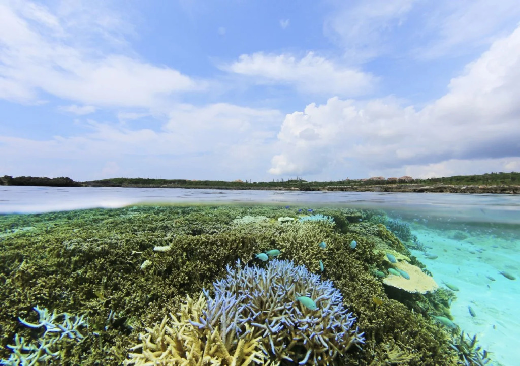 Allamanda Imgya Coral Village