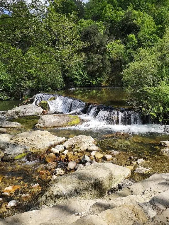 Les Glycines