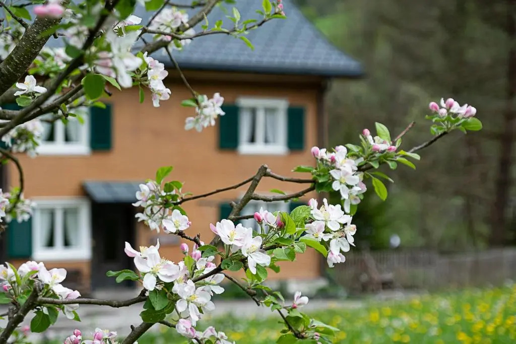 Alps Hoamat Ferienchalet