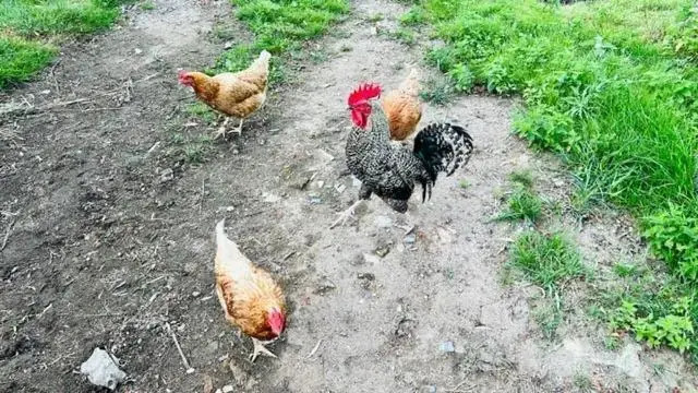 Peškův mlýn