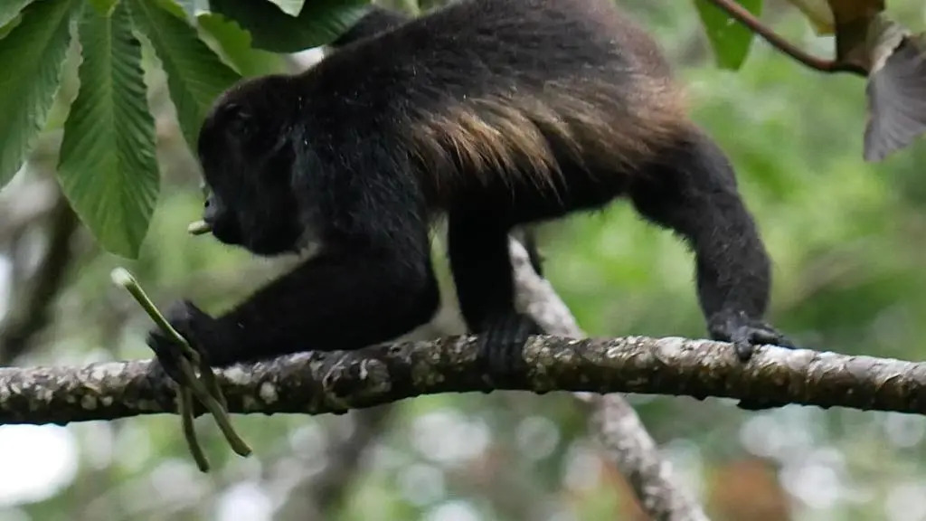 La Ceiba Tree Lodge