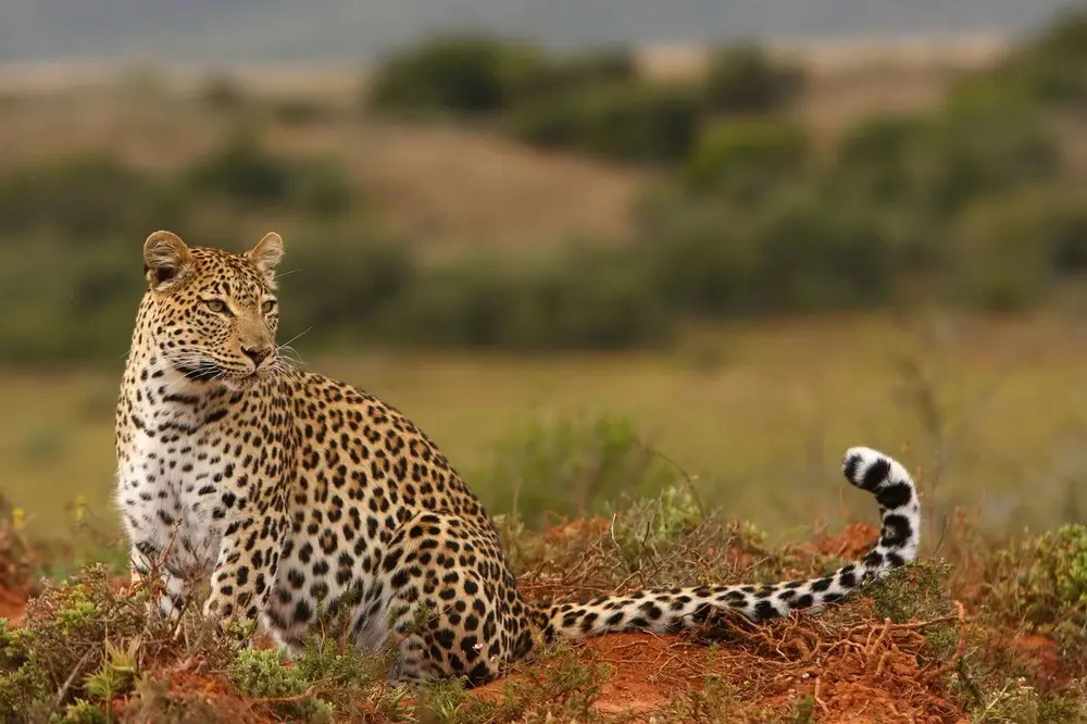 Shamwari Eagles Crag