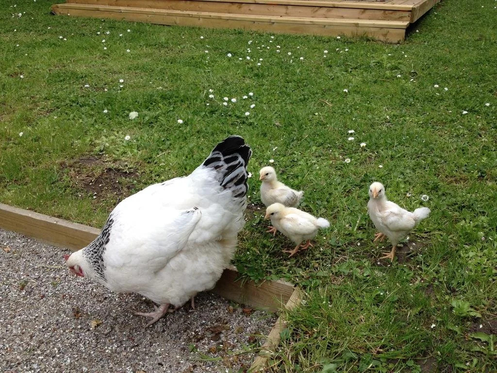 Kildegaarden Bed & Breakfast
