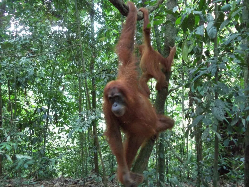 Ida Guest House & JUNGLE TREKKING