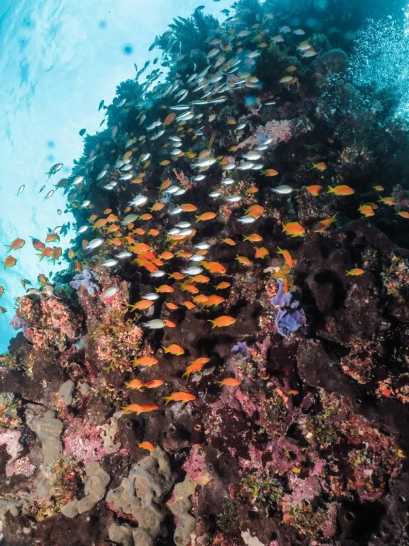 Swahili Divers & Gecko Nature Lodge