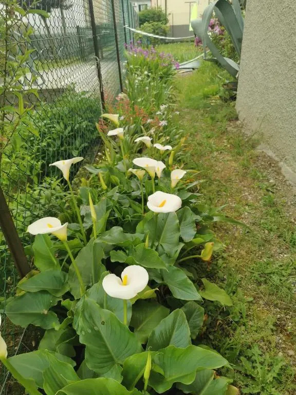 Grandma's garden house