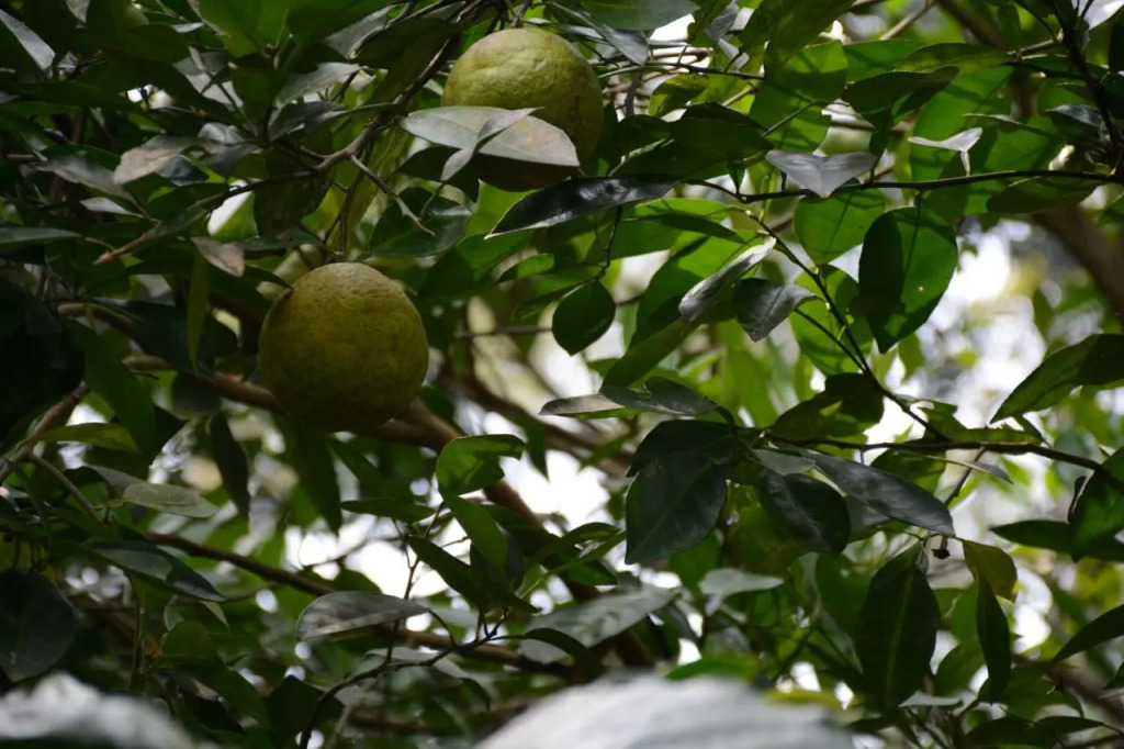 Heights Farm Stay - Nature Stay Near Madikeri