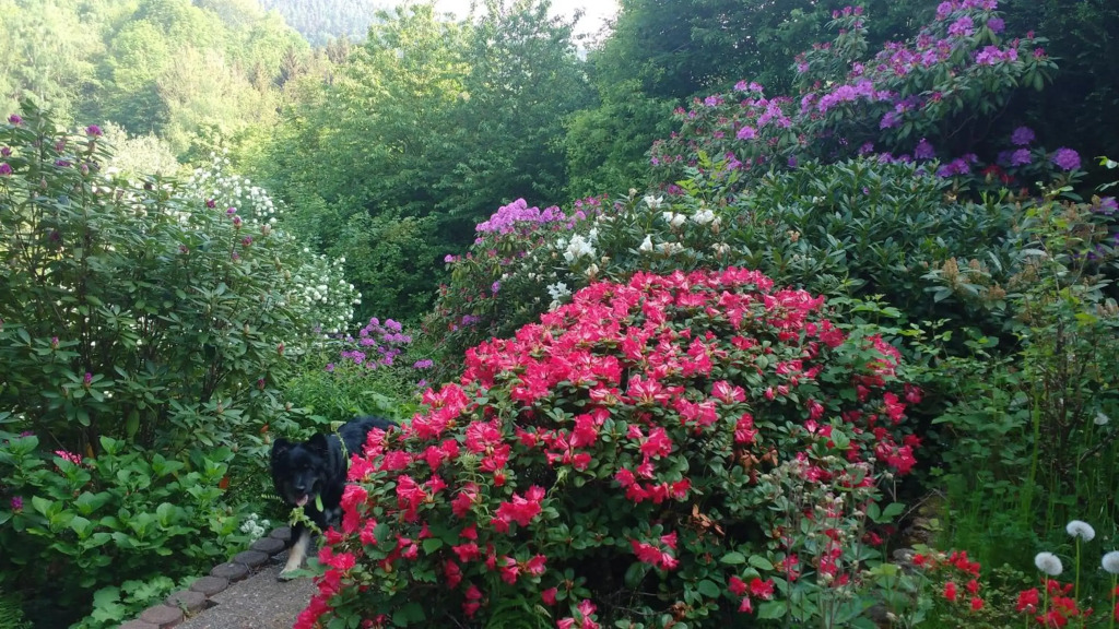 Ferienwohnung Rhododendron - Natur pur Kinderparadies