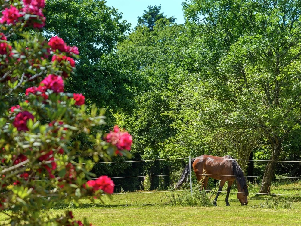 Beautiful villa with swimming pool, a large garden located in a beautiful green area