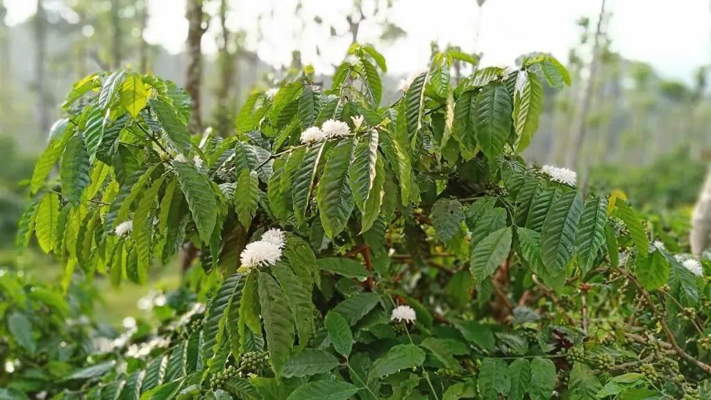 THE SUVISTARA WAYANAD KERALA
