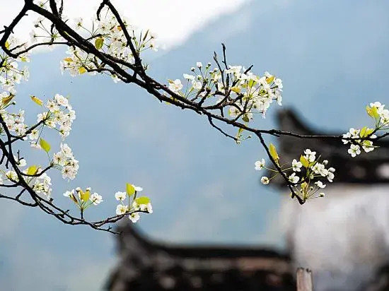Wuyuan Yebing Photography Store