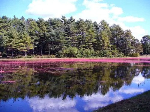 Cranberry Gardens Inn
