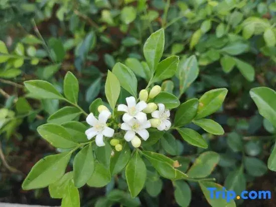 Yue Yin Mountain Sea Elegant Building Seaview Homestay (Zhuhai Guishan Island Store)