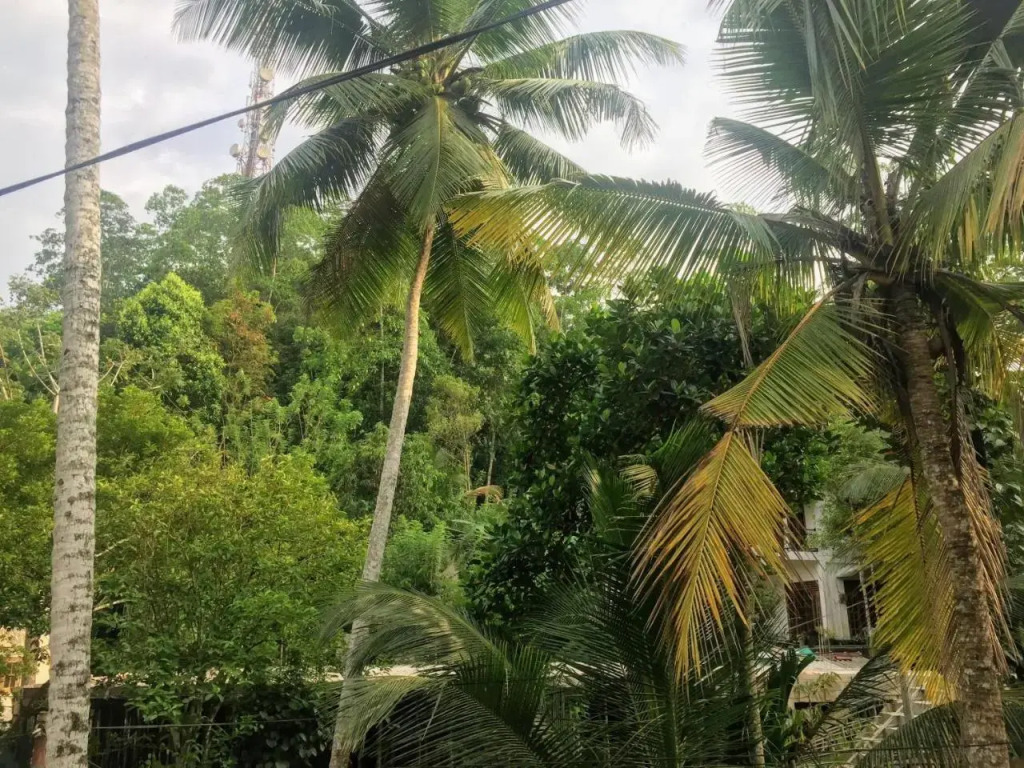 Summer Ridge - Homestay