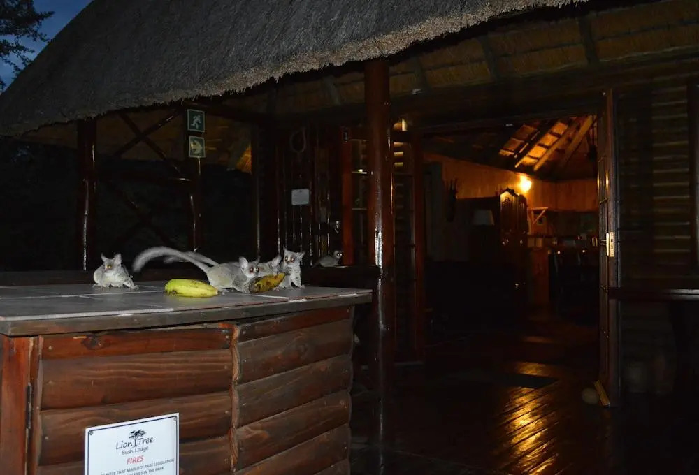 Lion Tree Bush Lodge