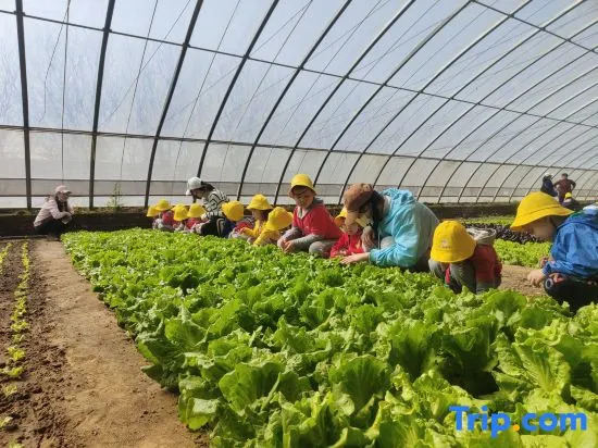 HiMaMa Parent-Child Farm