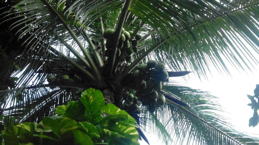 Goa Velha Guest House