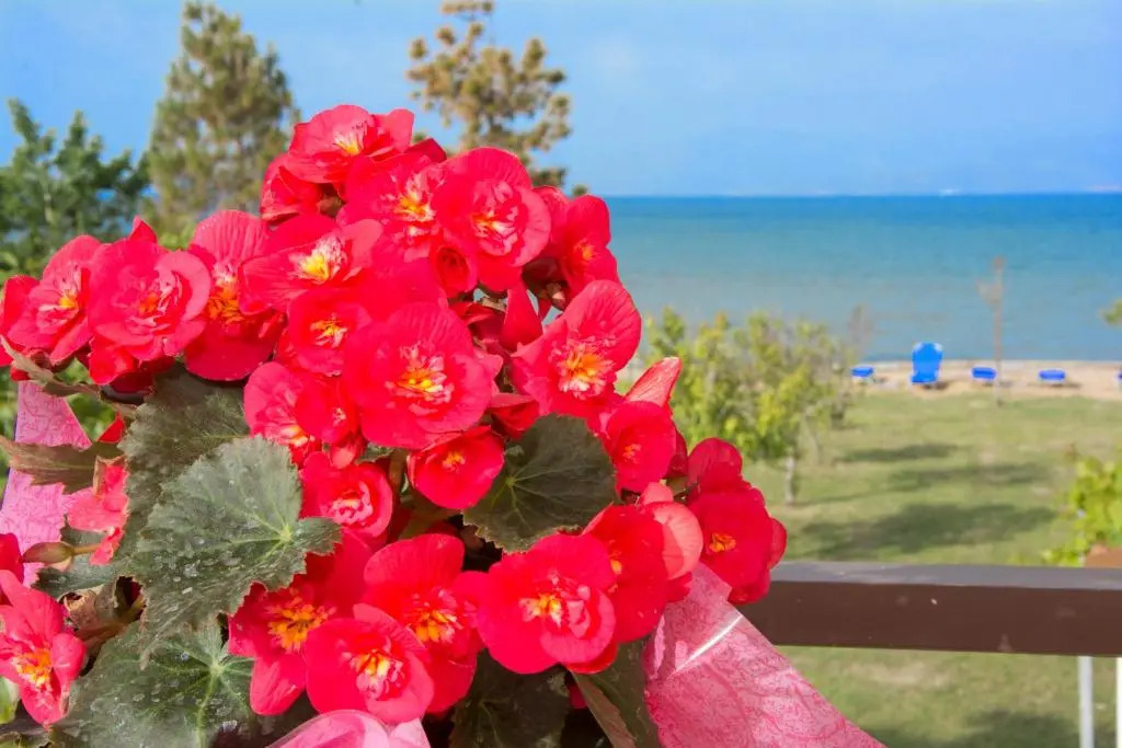 Sandy Beach Houses - Sea View