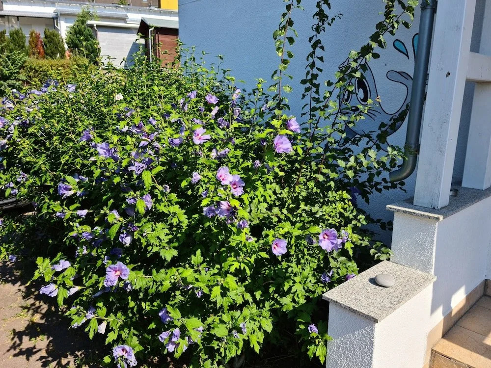 Haus Morgenstern