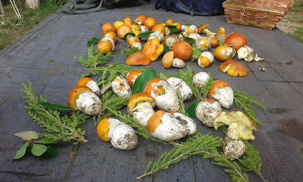 Poggio Alla Buca