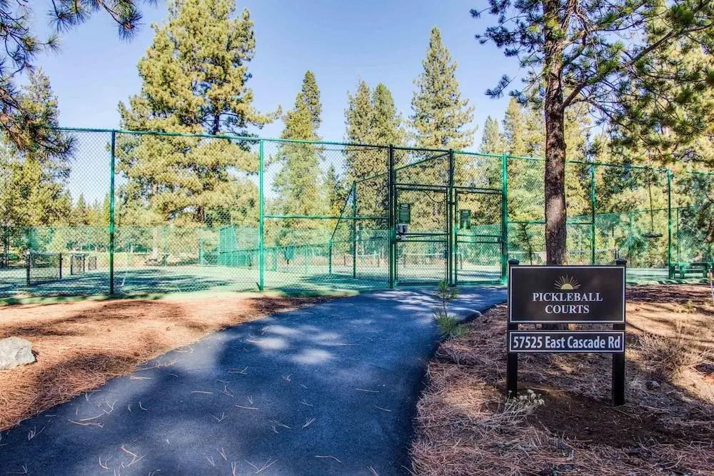 Conifer 7
