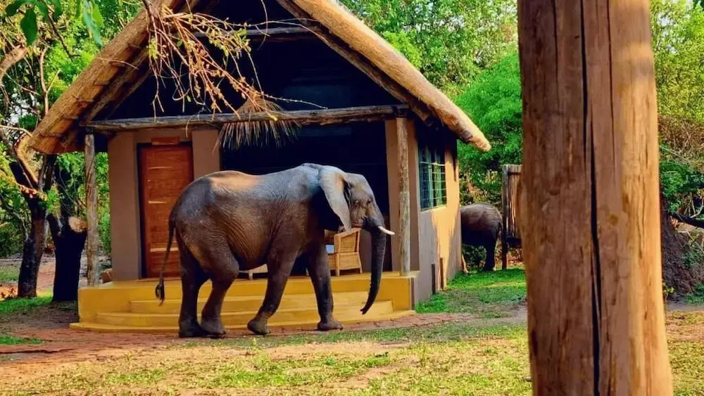 Thornicroft Lodge - South Luangwa