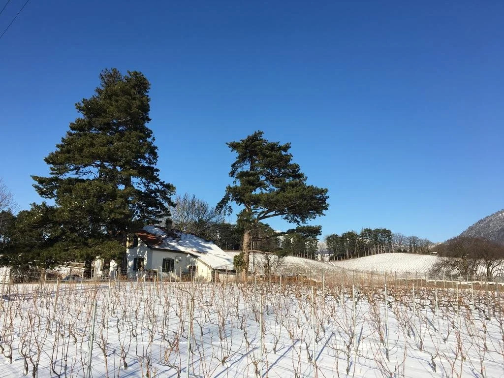Clos des Caillettes