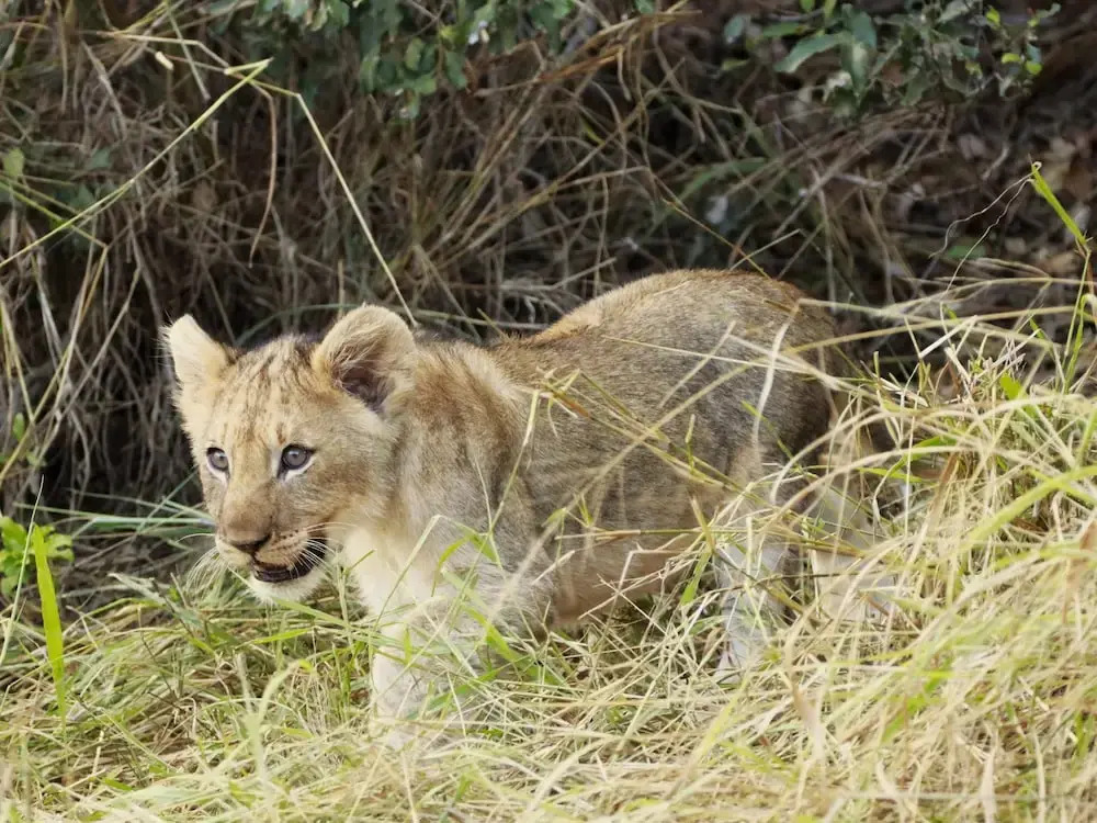Leopards Bend Bush Lodge