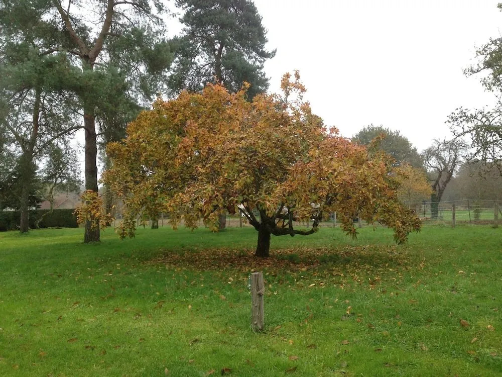 Au coq des bois