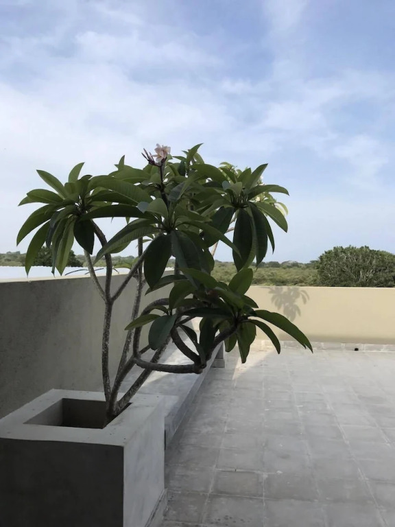 Tree Tops Yala