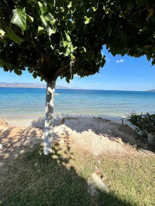 The SeaFront House